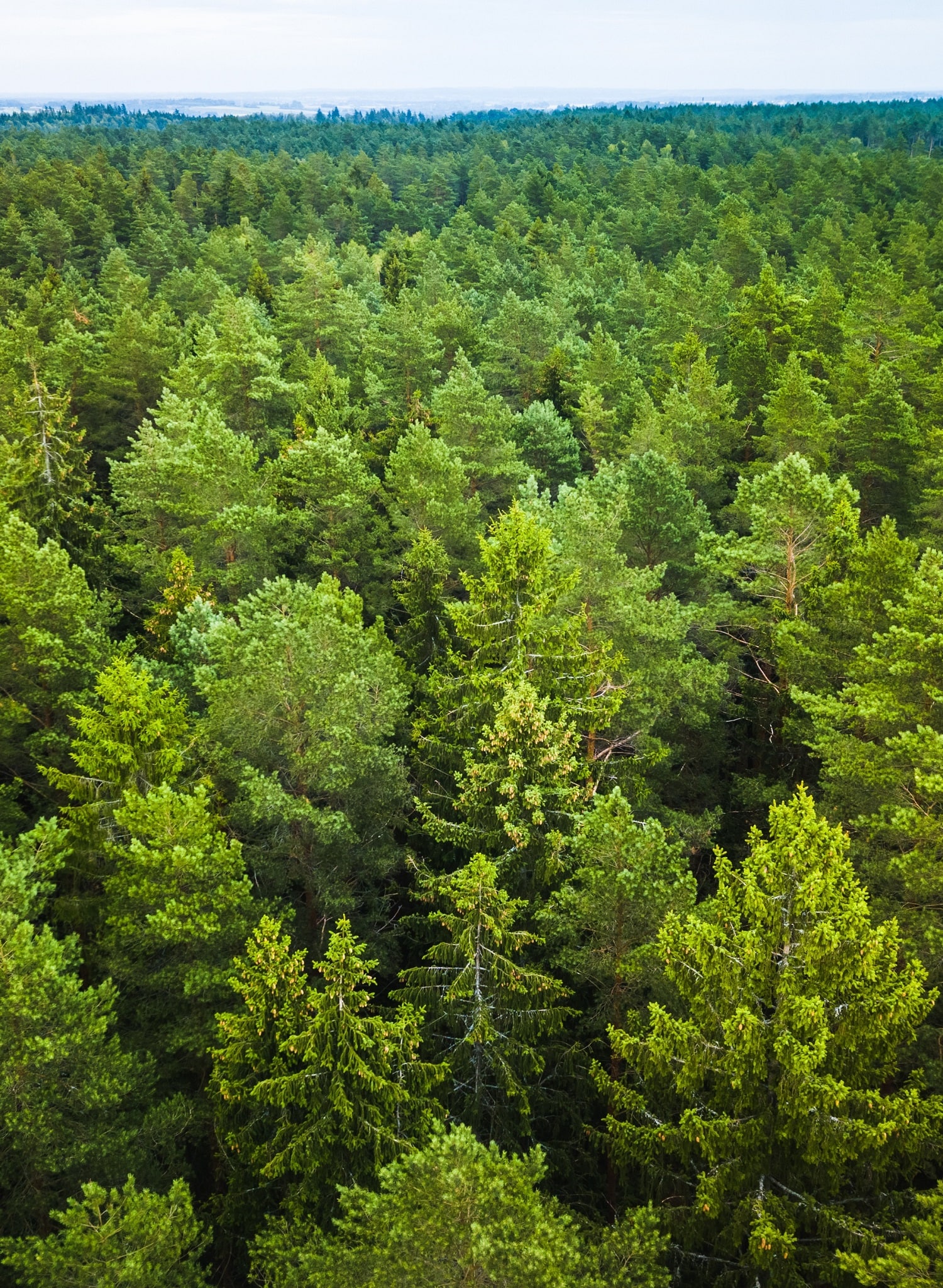 cevreforest1 min